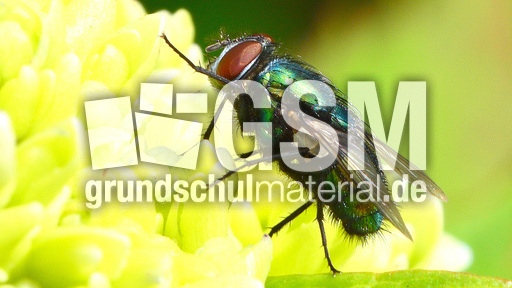 Schmeißfliege (4).jpg